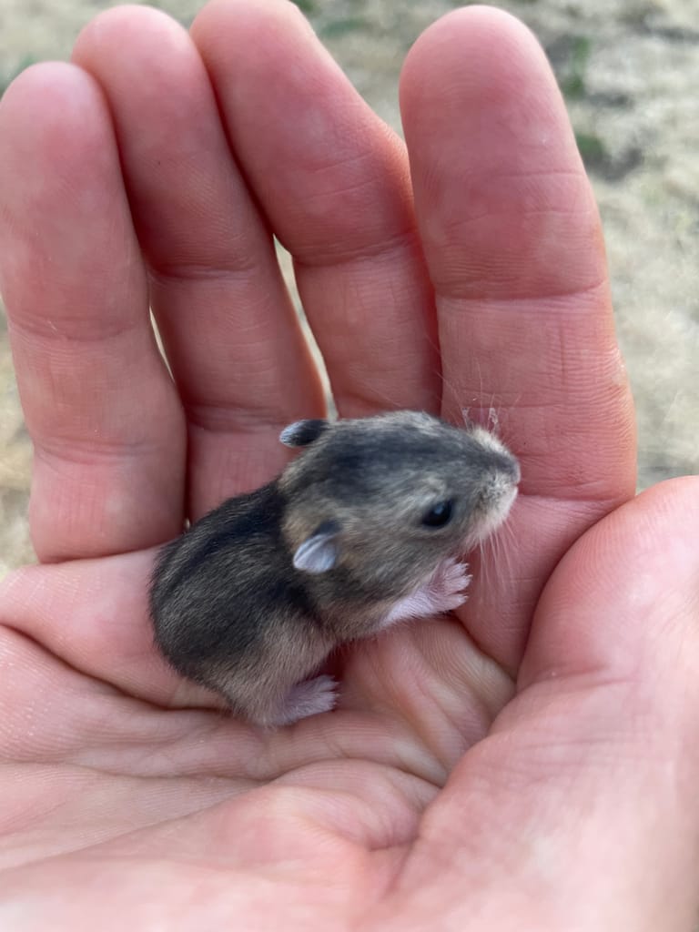 Bébé hamster russe agouti tenu au creux de la main lors de la sociabilisation quotidienne