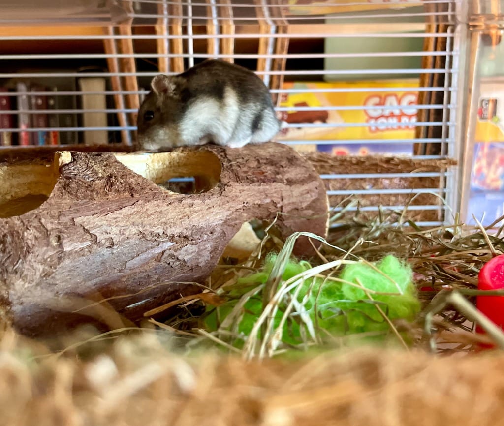 Hamster Russe Agouti explorant son aménagement en bois