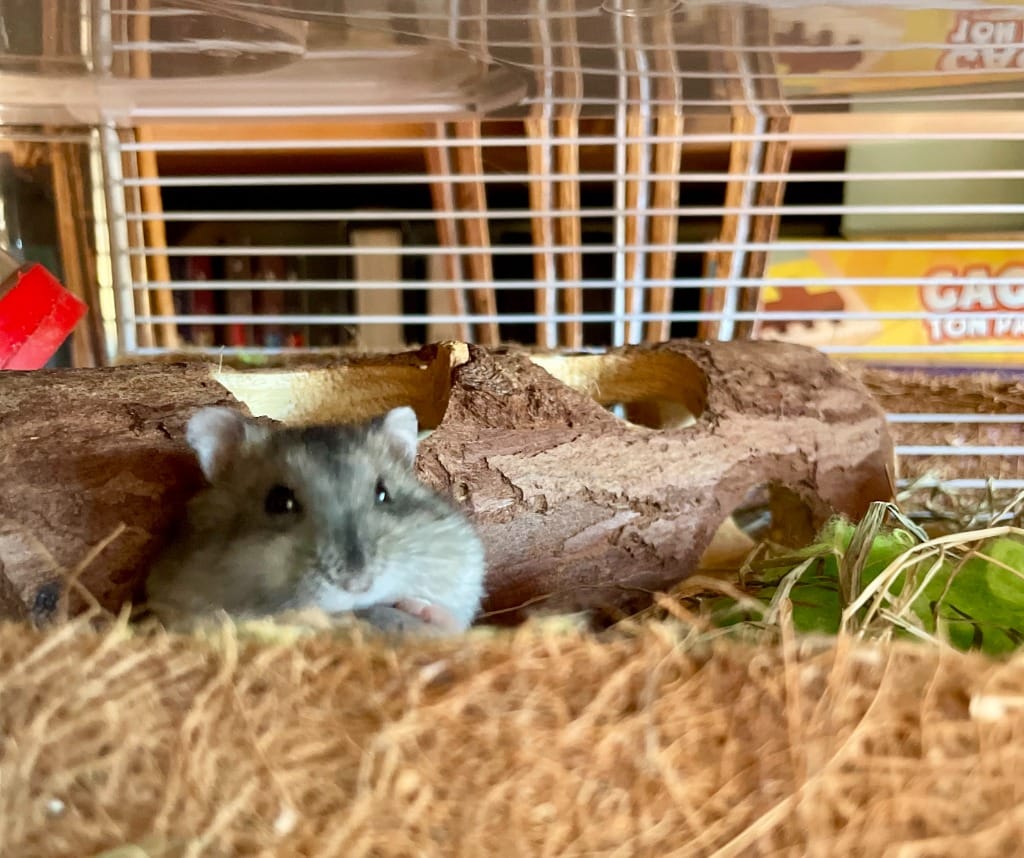 Hamster Russe pure lignée Agouti dans son habitat