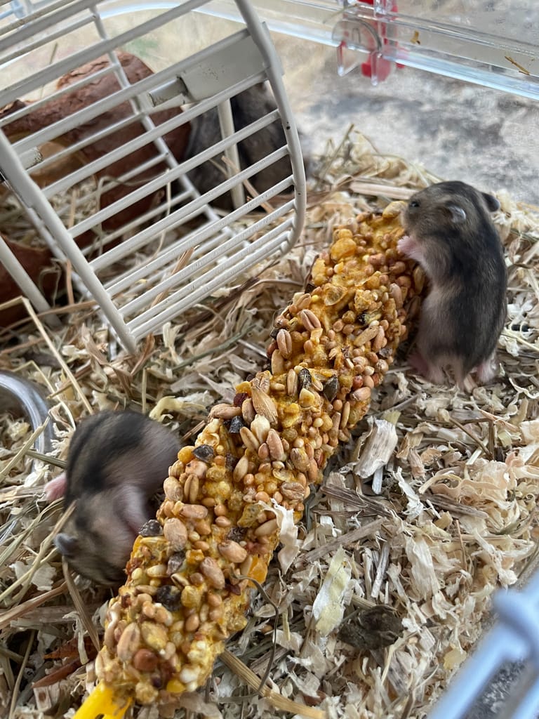 Deux jeunes hamsters russes agouti grignotant un bâtonnet de graines dans leur cage