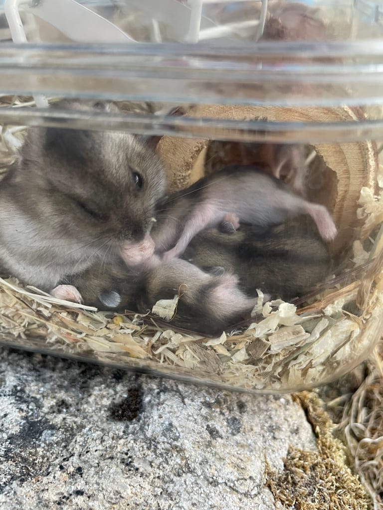 Femelle hamster russe agouti veillant sur ses bébés nouveau-nés dans le nid de l'élevage